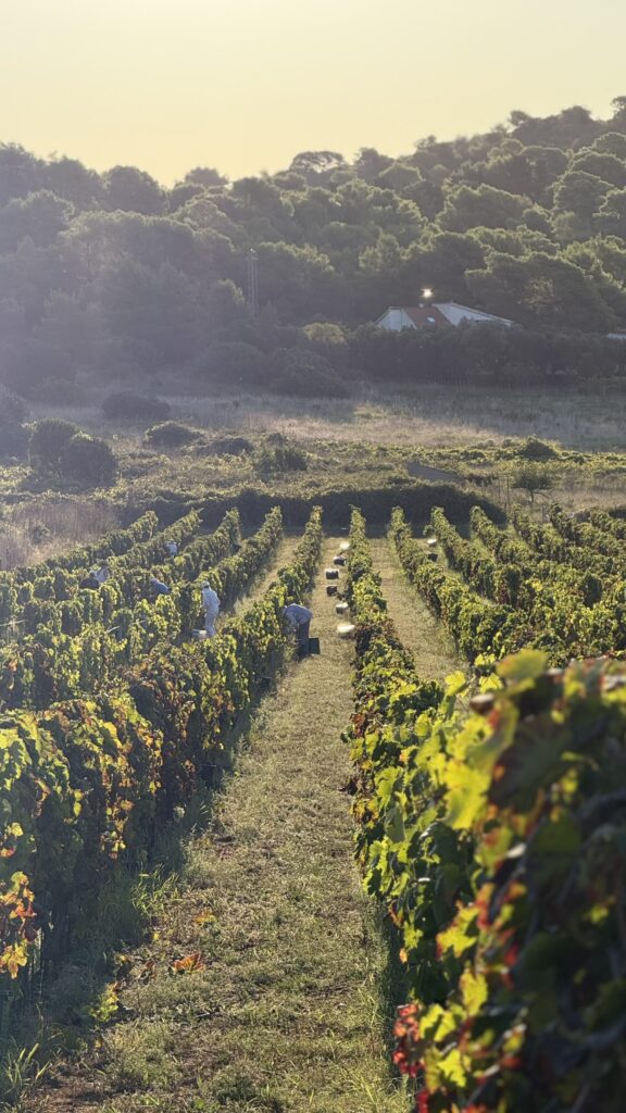Grape Harvest at Senjanović Winery: A Day in Dalmatia