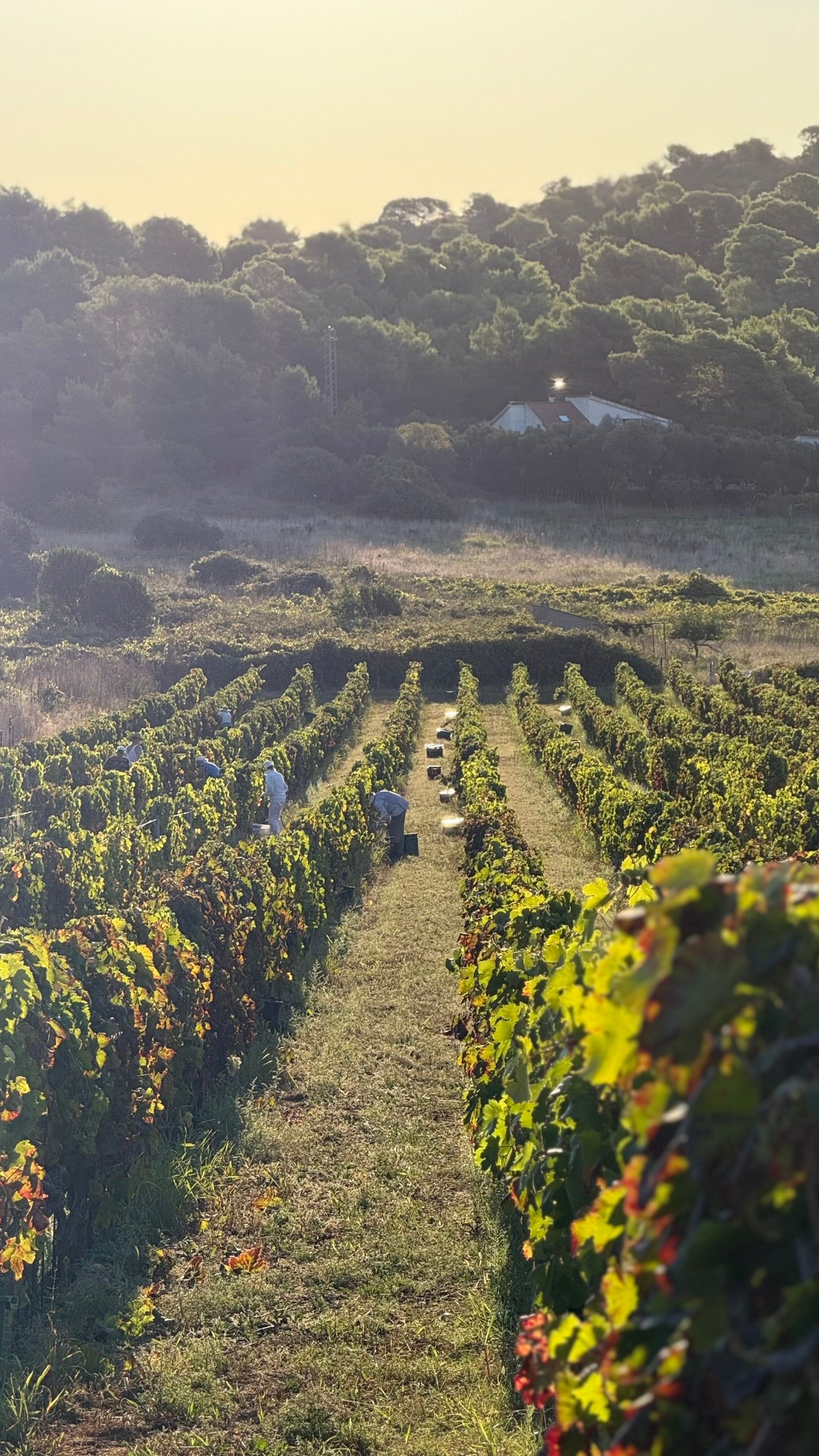 Grape Harvest at Senjanović Winery: A Day in Dalmatia